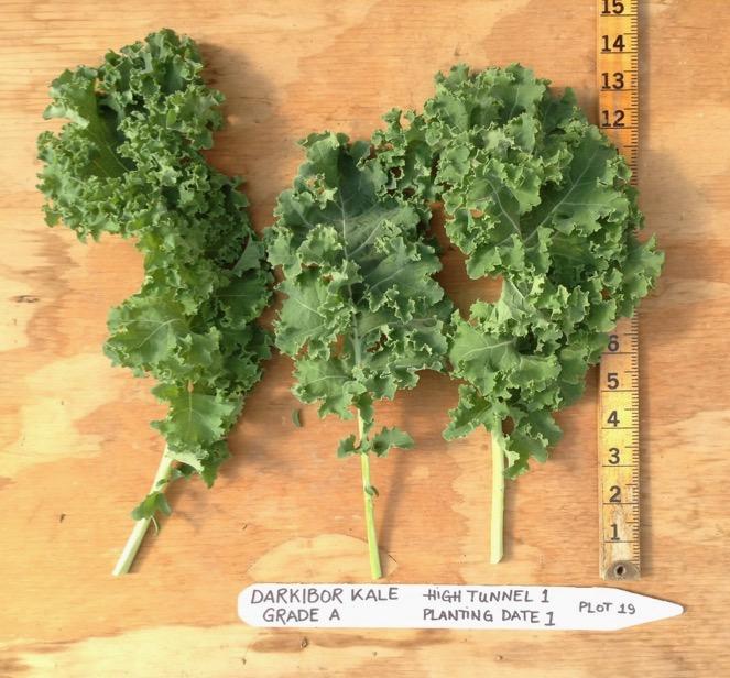 Darkibor Kale - 17 harvests between