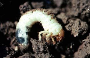 Traditional grub insecticides such as Dylox or carbaryl (Sevin) are normally applied in late July after grubs are present or as a rescue