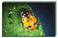 Lady beetle Figure 1.