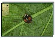 Lady beetle Figure 3.