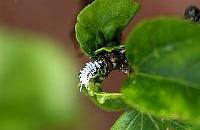 The larvae of this predatory beetle mimic mealybugs and were very common on most of the infested plants at