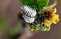 Everyone should be able to tell the difference between these beneficial insects and the mealybugs they feed