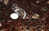 This plastic vial contained adult Gyranusoidea indica that were release by USDA and DPI for the control of