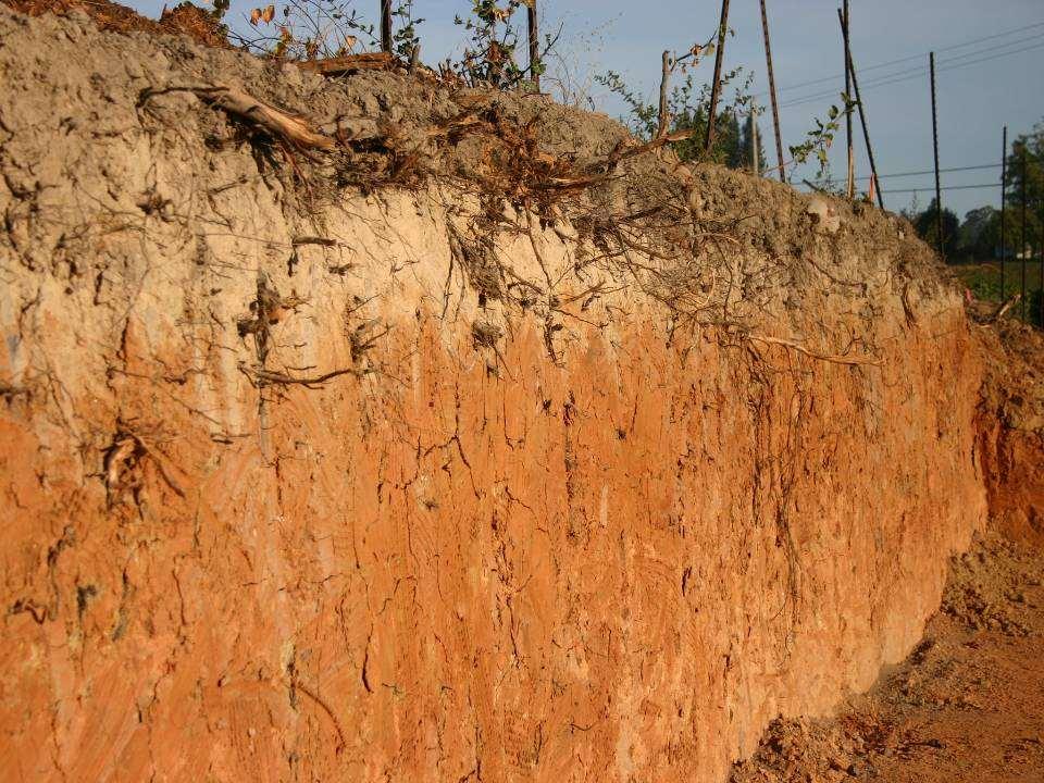 Sebastopol soil ~ 2 ft.