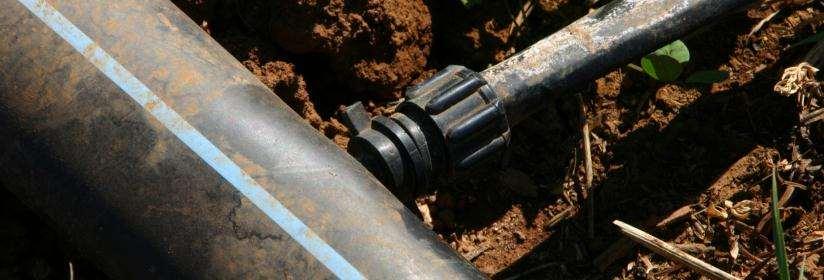 Drip Irrigation Water plant daily lightly shallow Give the plant what it needs/wants Need is