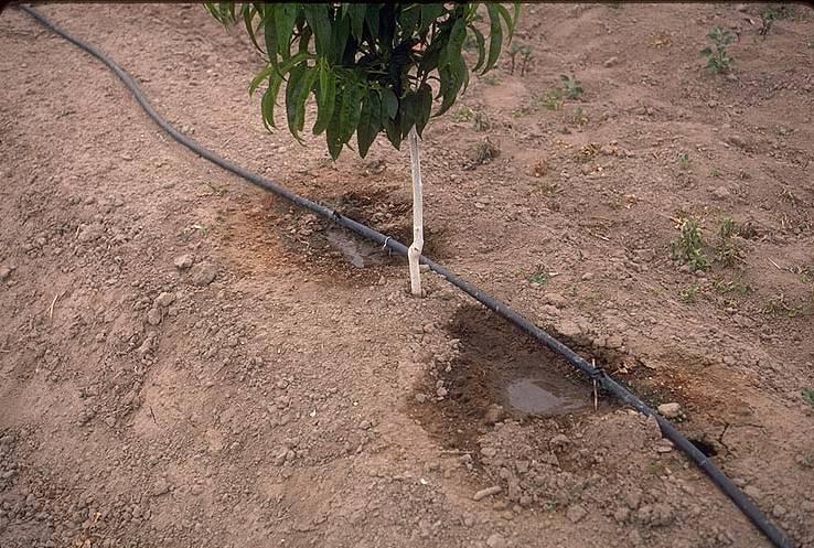 Drip Irrigation wets 10-20% of