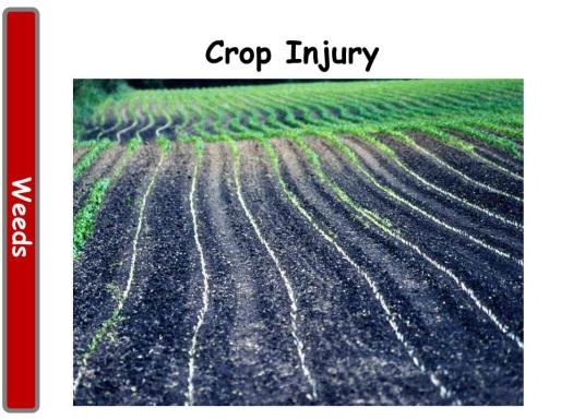 Crop Injury: Herbicides kill plants. In a way it is amazing that they don t do the same to our crops. Yet on occasion we can get injury on our crops with herbicides that are labeled in those crops.