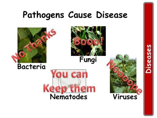 Pathogens Cause Disease: Pathogens are the organisms such as bacteria, fungi, nematodes and viruses that induce disease in crops.