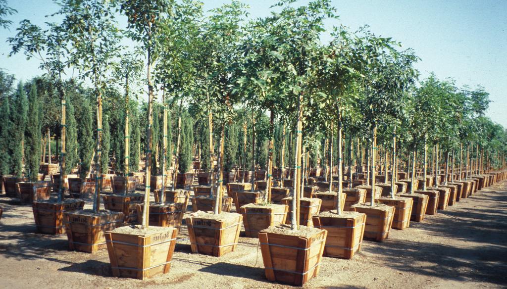 ARIZONA COOP E R AT I V E E TENSION College of Agriculture and Life Sciences AZ1393 06/06 QUESTIONS TO ASK WHEN PLANNING TO START A WHOLESALE PLANT NURSERY Trees in 36-inch boxes in a wholesale