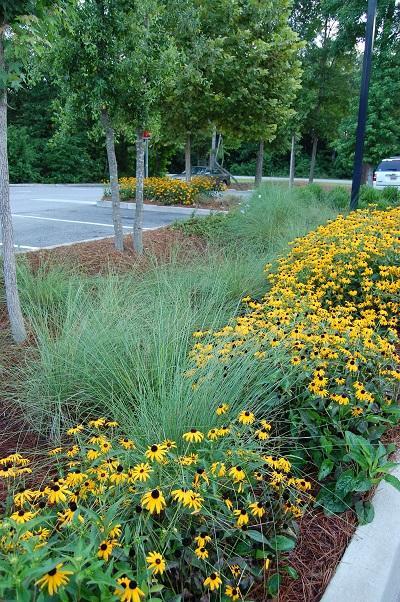 absorb rainfall, prevent erosion, and meet the functional and visual goals of these standards. Examples of functional and visual goals include defining spaces and directing circulation patterns.