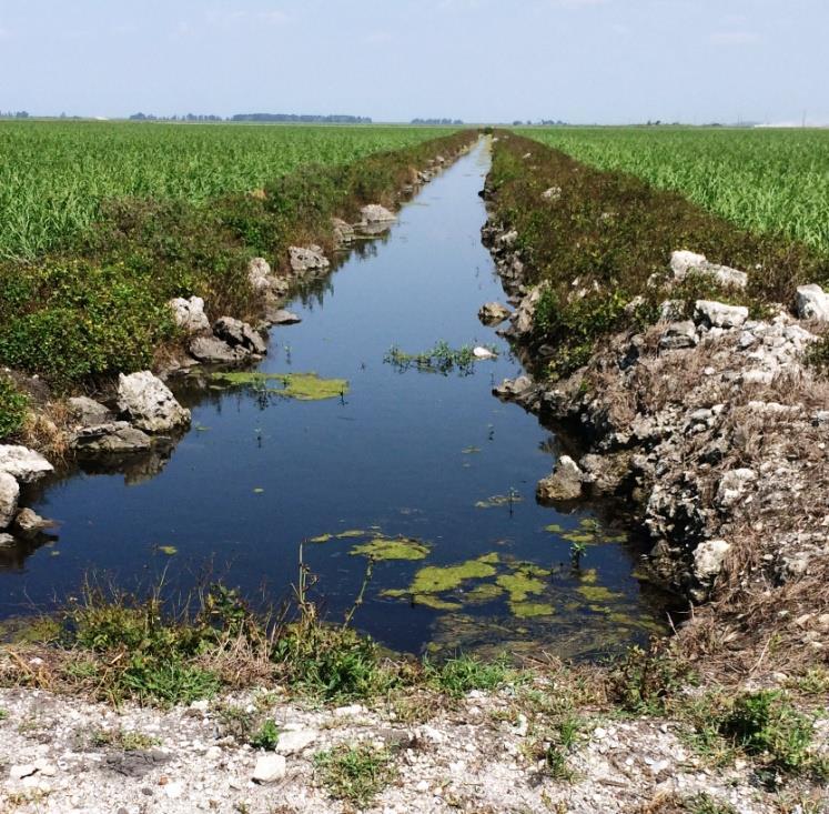 A Crop Field Ditch Bank Berm Soil Berm Vegetated Soil Berm Ditch Banks Crop Soil