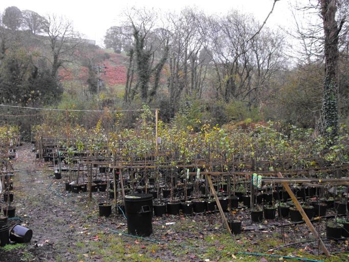 Ian Sturrock and Sons This case study focuses on a fruit tree nursery that has concentrated on producing popular heritage varieties.