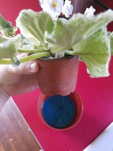 I end up with a problem though. I have trouble once the plants are larger in lifting the inside pot out. Here s what I do to remedy that.