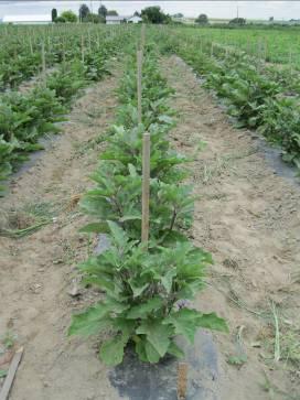 Rivard, C., & Louws, F. 2008. Grafting to Manage Soilborne Diseases in Heirloom Tomato Production.