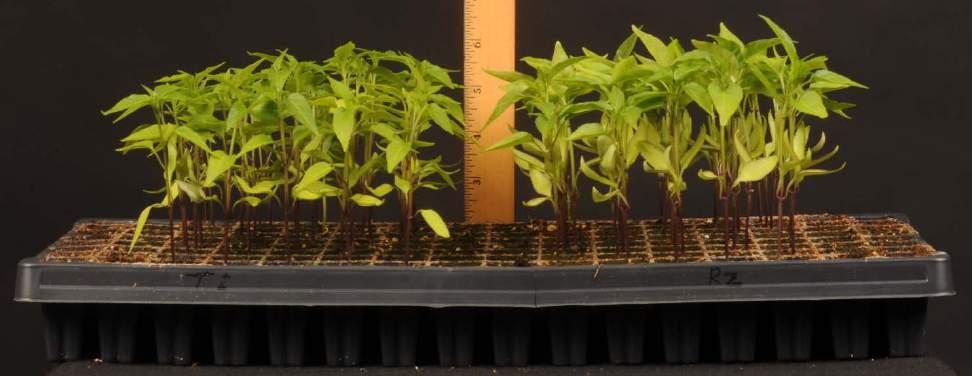Pepper Rootstock Seedlings at 38 Days after Seeding TI-135 Foundation Pepper varieties also differ in overall growth rate,