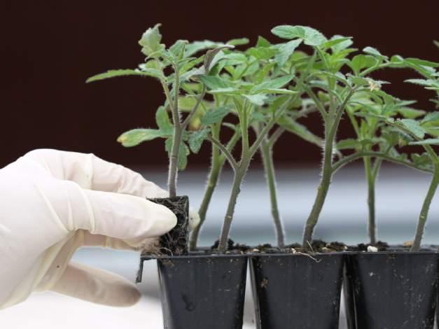 Healthy, uniform tomato seedlings with 2-4 true leaves and a stem diameter of about 1.5 mm (0.06 in.) to 2.5 mm (0.1 in) are best for grafting.
