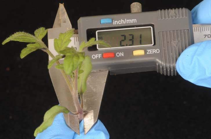If calipers are not available, graftability can also be determined by how tight fitting a grafting clip is on the plant stem.