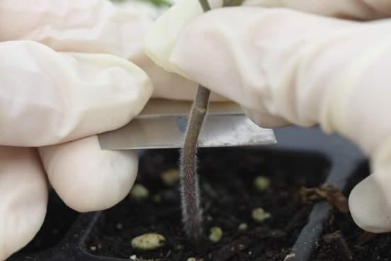 Remove the upper portion of the rootstock seedling with