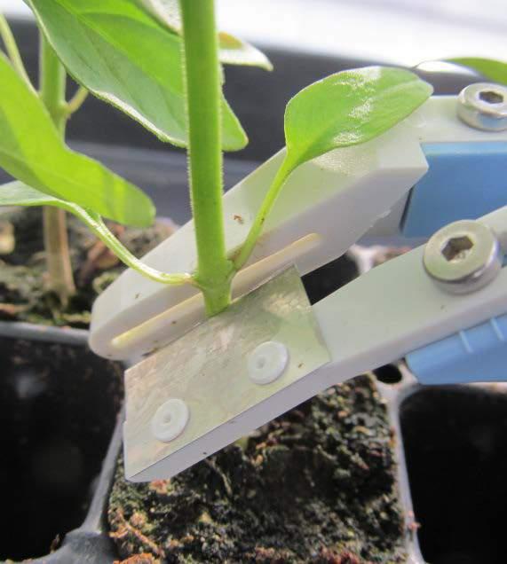 Remove the shoot of the rootstock seedling with one cut approximately 5 mm below the cotyledons.