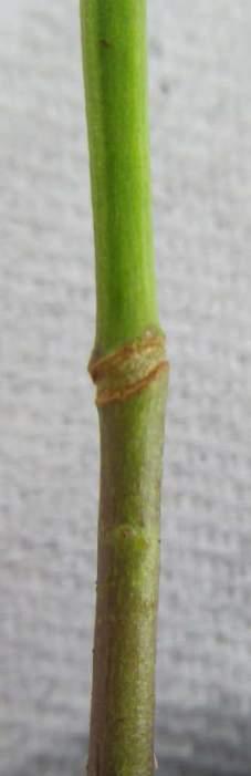 Plants are typically ready for transfer to the field 2 3 weeks after grafting.