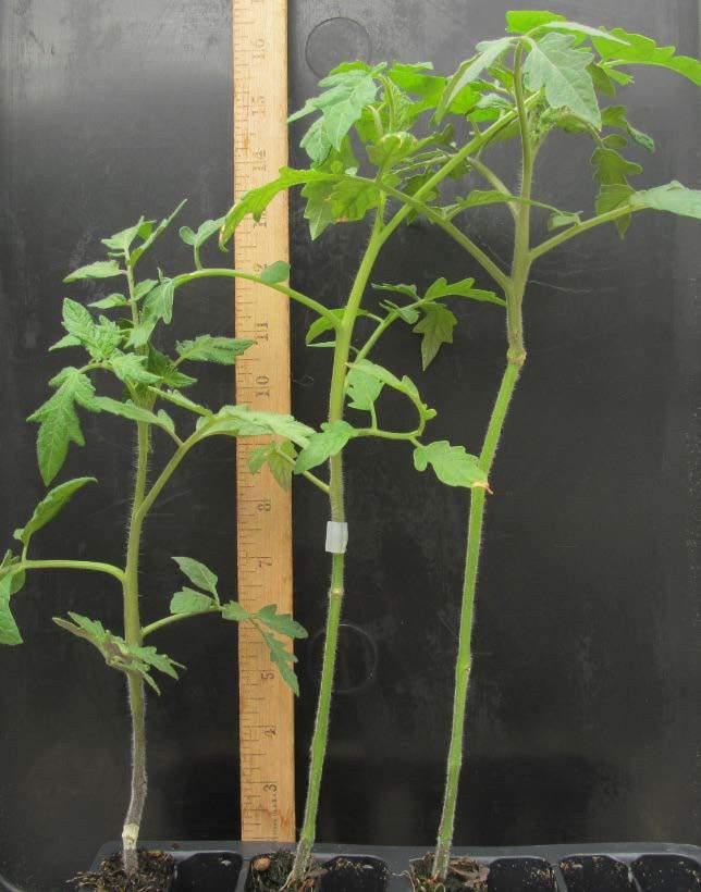 C C B B A Grafted pepper (left) and tomato (right) plants that differ in the position of the graft union on the rootstock stem: (A) standard