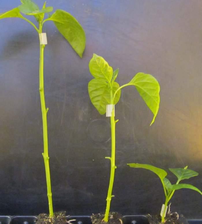 Recall that nodes are sites at which leaves attach to the stem. These plants were grown to be high-grafted.