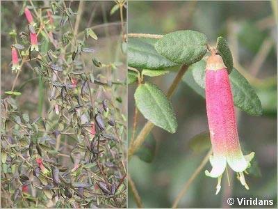 Acacia suaveolens (Sweet Wattle) Allocasuarina paradoxa (Dwarf