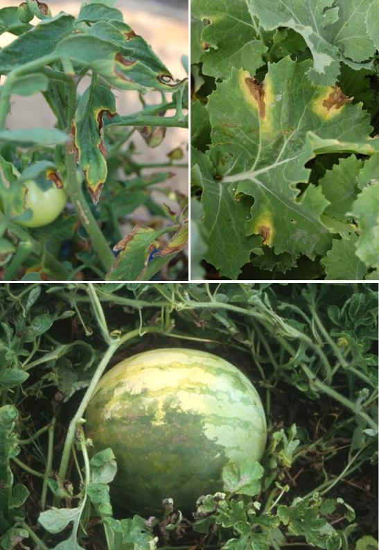 Fig. 4. Bacterial canker on tomato. Fig. 5.