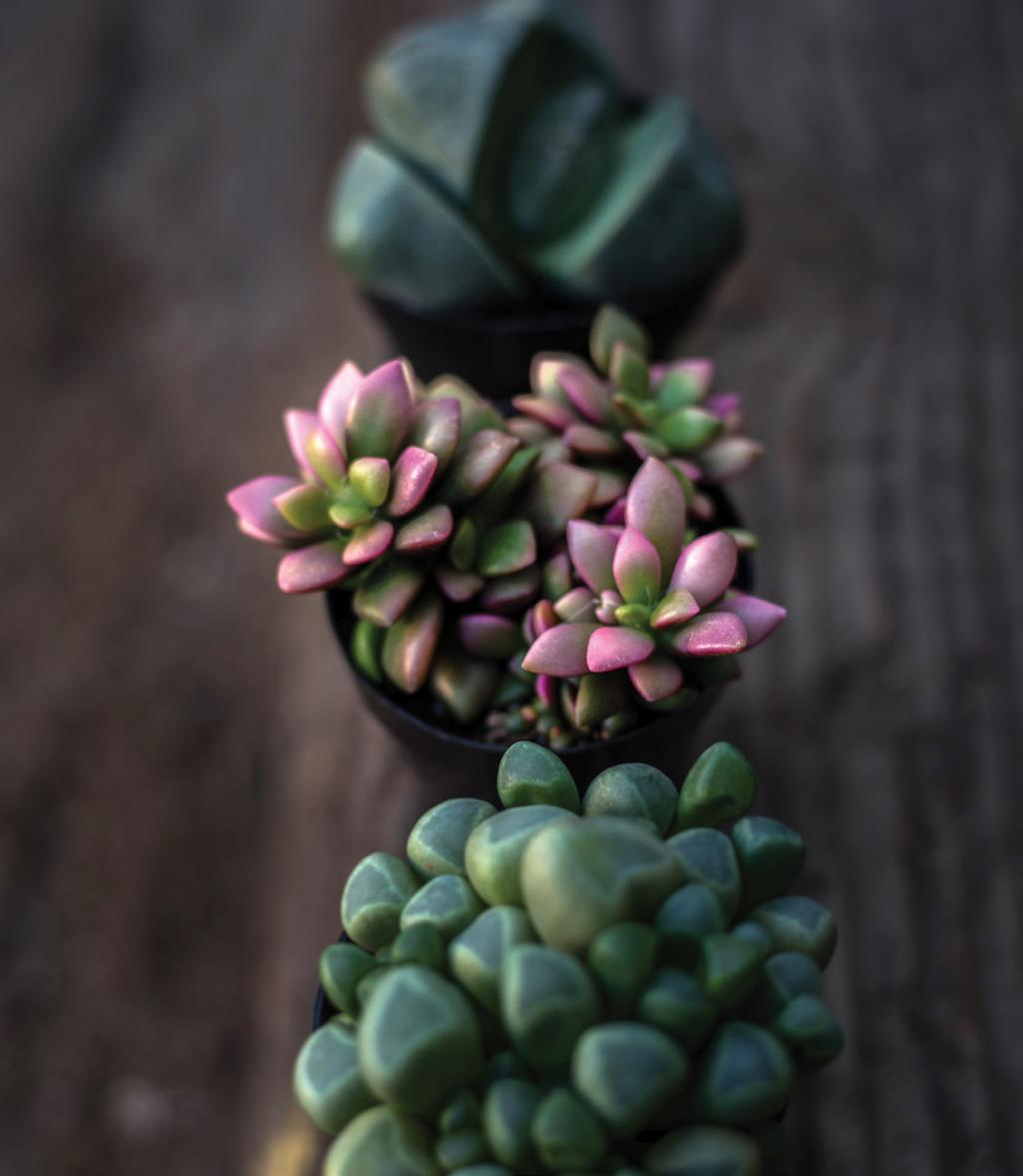 In 2017, Altman Plants was named by The Home Depot as its Supplier Partner of the Year for Outdoor Garden. Altman Plants e-commerce Customers can purchase succulents and cacti in 2.5 and 3.