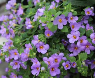 BACOPA Double Blueberry Shake  Great