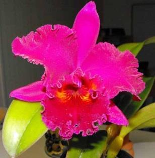 The Batemans Bay Orchid & Foliage Society Inc. JULY NEWSLETTER Next Club Meeting 7.