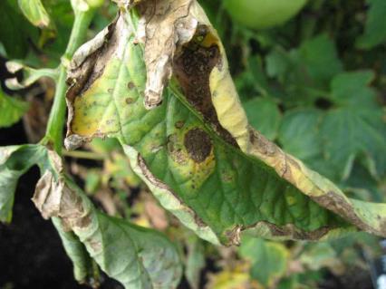 Early Blight Crops: tomatoes, eggplant, peppers, potatoes Spread: fungal airborne