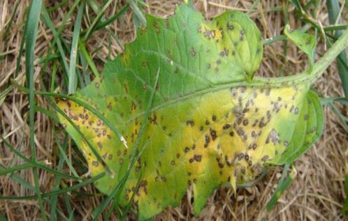 Septoria Leaf Spot Crops: primarily tomatoes Spread: Overwinters on host plant debris, seeds and transplants May not be a problem depending on