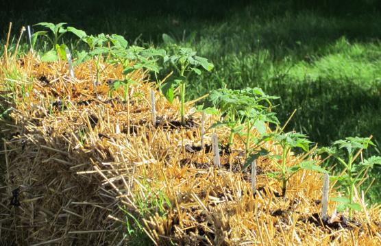 17 Other Ways to Grow Straw Bale Bale is conditioned using