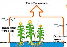 What about Evapotranspiration? Evapotranspiration: Is the combined effect of evaporation and the transpiration of water from plant leaves.