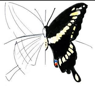 Images: Monarch (Danaus plexippus) caterpillar Butterflies