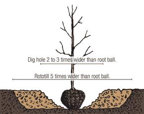 After determining the tree is at the right height, straighten the tree so that it sits plumb on all sides. If the tree is in a wire basket, cut away as much of the wire as possible before proceeding.