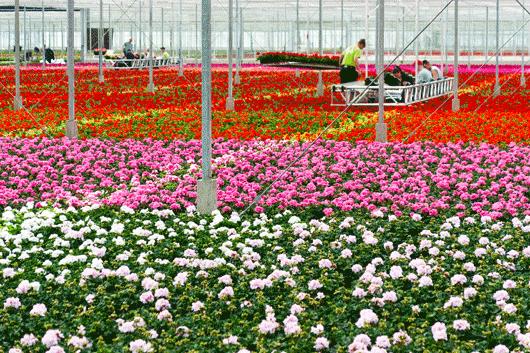 The Cost of Adopting IPM s for Pest and Disease Control by The California Bedding and Color Container Plant Industry William A.