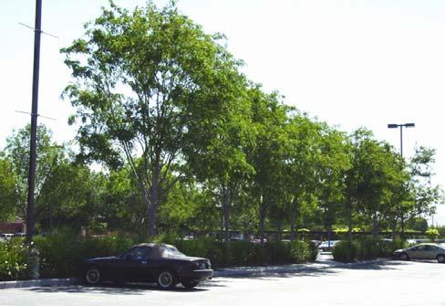 7. Parking Area Landscaping Intent: In a warm summer climate such as Livermore s, shading is extremely important to reduce glare and heat buildup as well