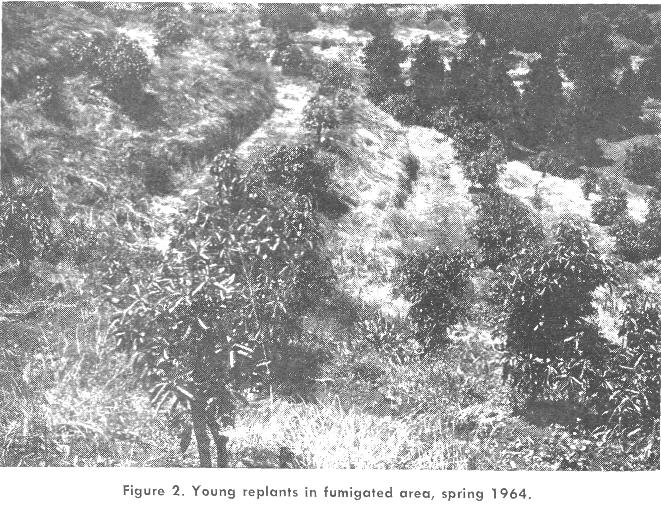 additional locations at that time. In June 1965, all trees from which the fungus had not been recovered were sampled again.