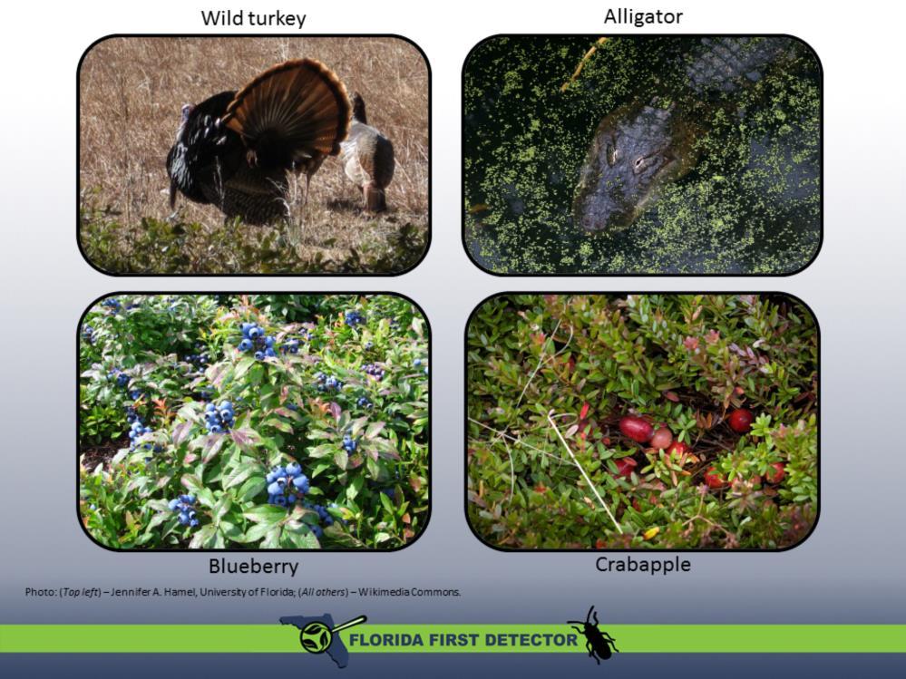 We will begin by reviewing some of the vocabulary that scientists and decisionmakers use when discussing plant pests. Consider the images on this slide.
