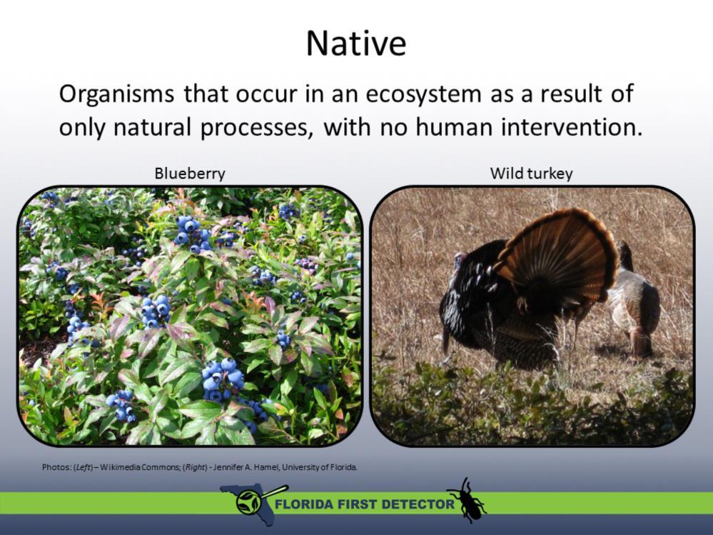 Native species are organisms (e.g., plants, animals, fungi) whose presence in an ecosystem is the result of only natural processes and is not the result of human intervention.