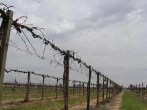 Maximizing the productivity of a vineyard by: Controlling/Encouraging proper spacing of spurs First step in ensuring highest potential yield Dormant Pruning Identifies the location and number of buds