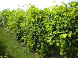 When vines produce enough vegetative growth to: Sufficiently mature the current year s crop Ripen the fruiting wood that will produce next year s crop Store sufficient carbohydrate to support next