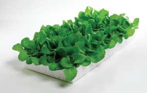 Hydroponics and Aquaponic Growing Systems