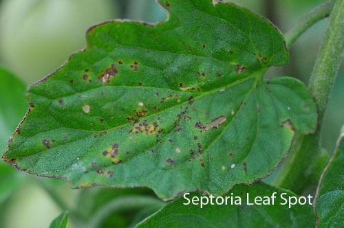 Septoria leaf spot and early blight are both characterized by brown spots on the leaves. Septoria leaf spot usually appears earlier in the season than early blight and produces small dark spots.