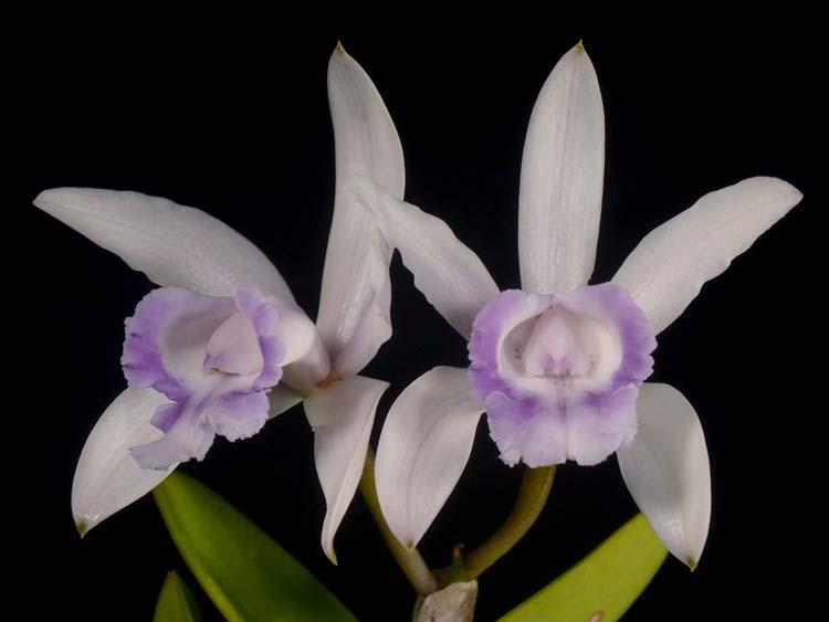 Page 4 Editor s Potting Bench, from Page 3 Cattleya intermedia f. orlata coerulea Maxillaria picta is vigorous and reliable outdoor-growing species.