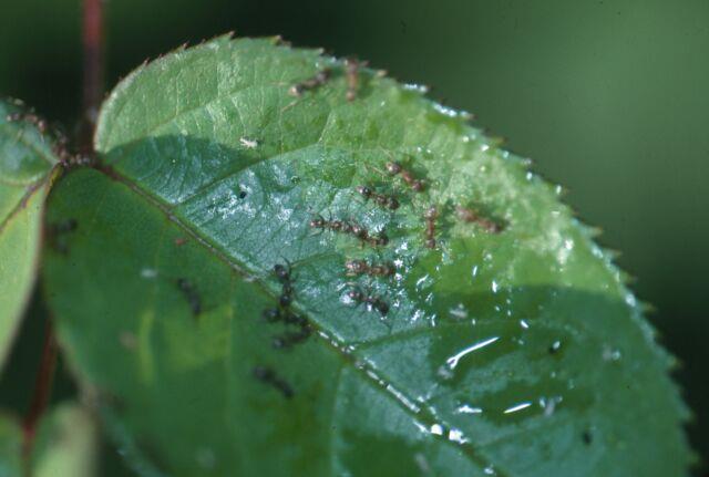 Ants commonly found on