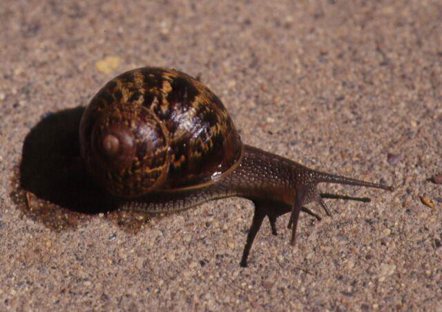 Snails & Slugs leave a
