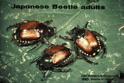 beetles,